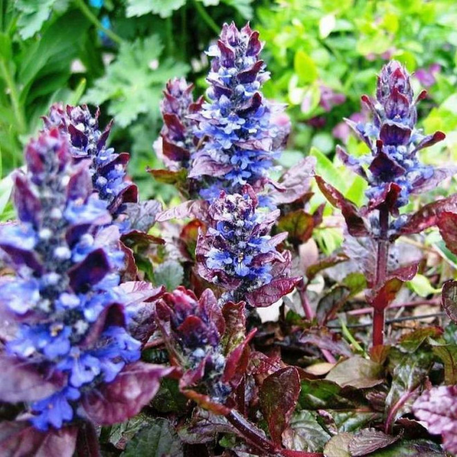 Dąbrówka rozłogowa Ajuga reptans Atropurpurea