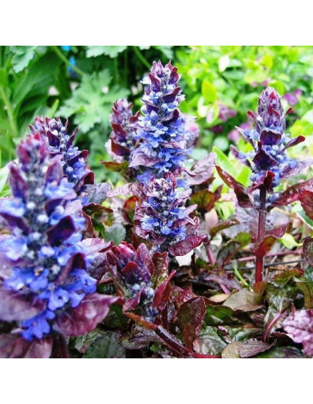 Dąbrówka rozłogowa Ajuga reptans Atropurpurea