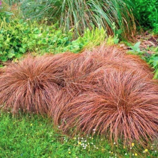 Bronze Perfection Carex comans Turzyca włosowa 2
