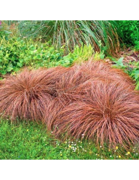 Turzyca włosowa Bronze Perfection Carex comans