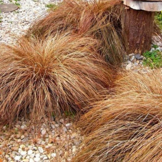 Bronze Perfection Carex comans Turzyca włosowa