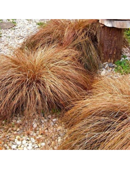 Bronze Perfection Carex comans Turzyca włosowa