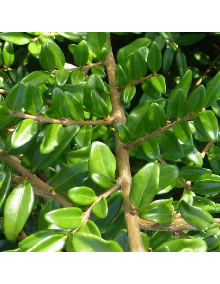 Suchodrzew mirtolistny Ernest Wilson Lonicera nitida