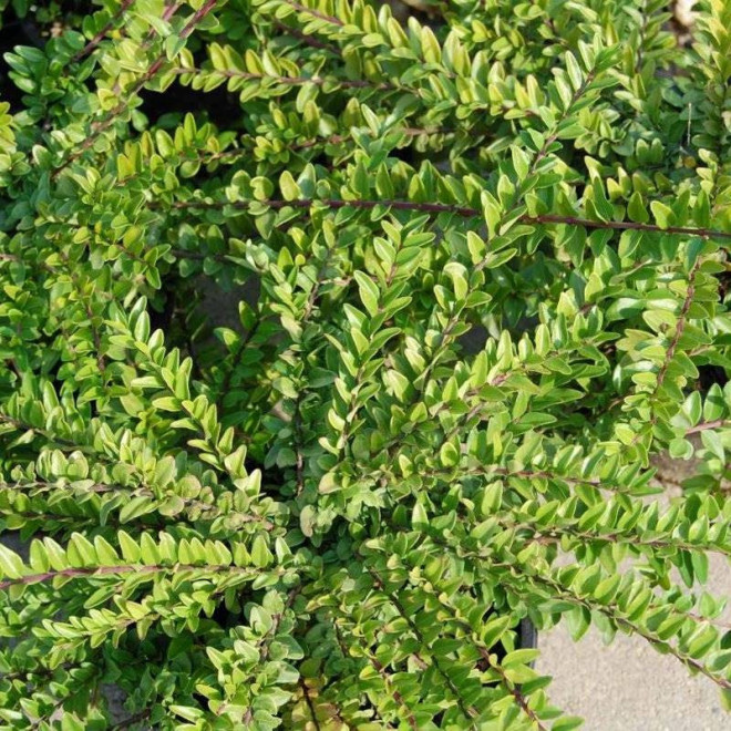 Ernest Wilson Lonicera nitida Suchodrzew mirtolistny