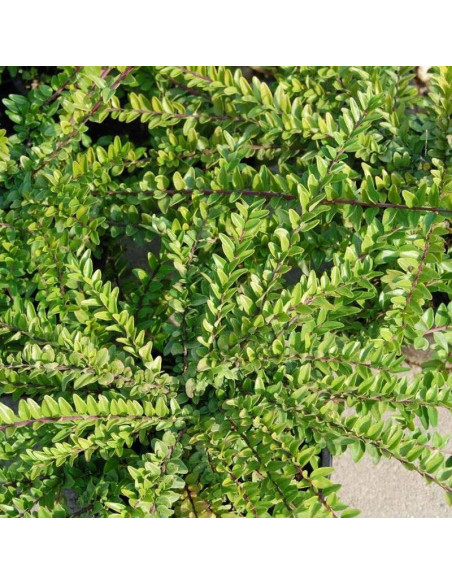 Ernest Wilson Lonicera nitida Suchodrzew mirtolistny