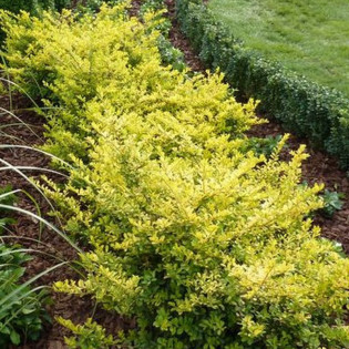 Ilex crenata Ostrokrzew Golden Gem