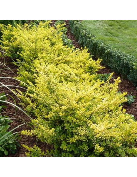 Ilex crenata Ostrokrzew Golden Gem