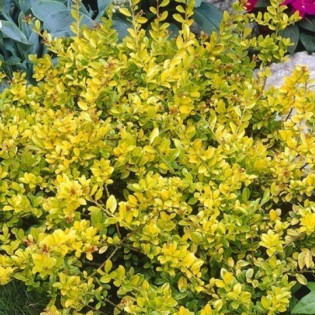 Ilex crenata Ostrokrzew Golden Gem 2