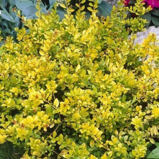 Ostrokrzew Golden Gem Ilex crenata