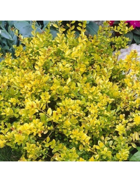 Ostrokrzew Golden Gem Ilex crenata
