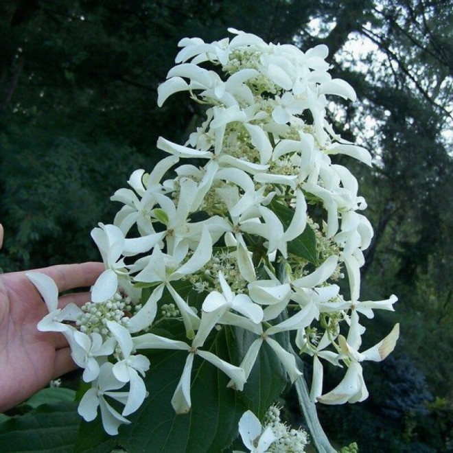 Hortensja bukietowa Great Star Le Vasterival PBR Hydrangea paniculata