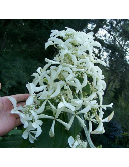 Hortensja bukietowa Great Star Le Vasterival PBR Hydrangea paniculata