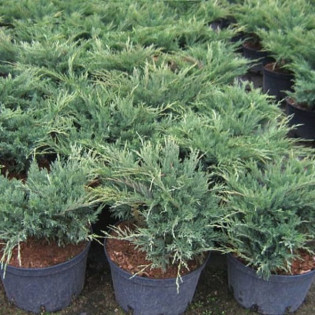 Jałowiec sabiński Blue Danube Juniperus sabina 2