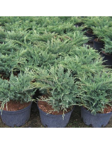 Juniperus sabina Jałowiec sabiński Blue Danube