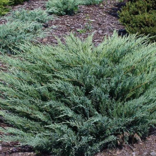 Jałowiec sabiński Blue Danube Juniperus sabina