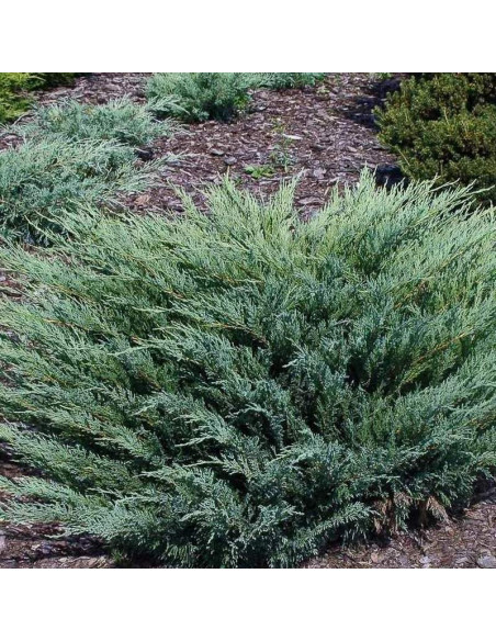 Jałowiec sabiński Blue Danube Juniperus sabina