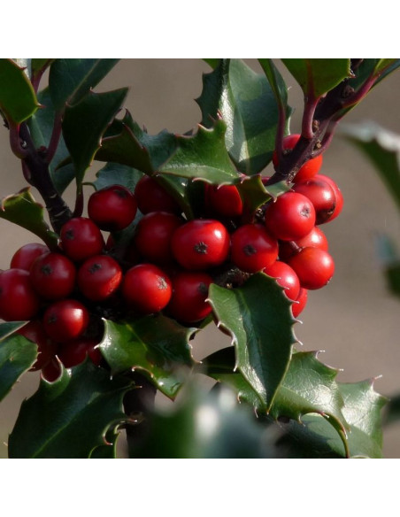 Ostrokrzew Meservy Blue Angel Ilex ×meserveae