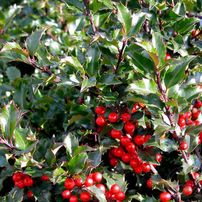 Ilex ×meserveae Ostrokrzew Meservy Blue Angel