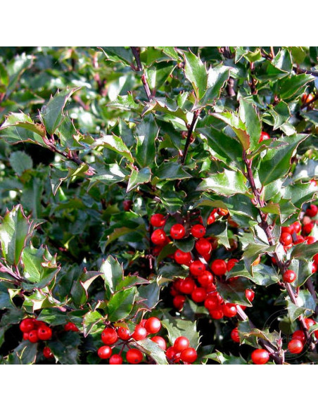 Ilex ×meserveae Ostrokrzew Meservy Blue Angel