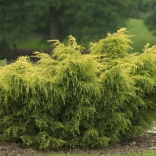 Jałowiec chiński Kuriwao Gold Juniperus pfitzeriana