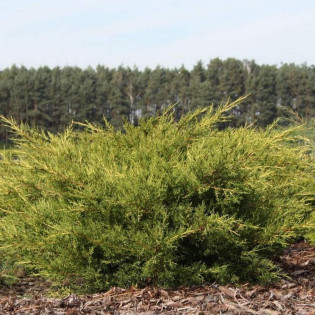 Jałowiec chiński Kuriwao Gold Juniperus pfitzeriana 2
