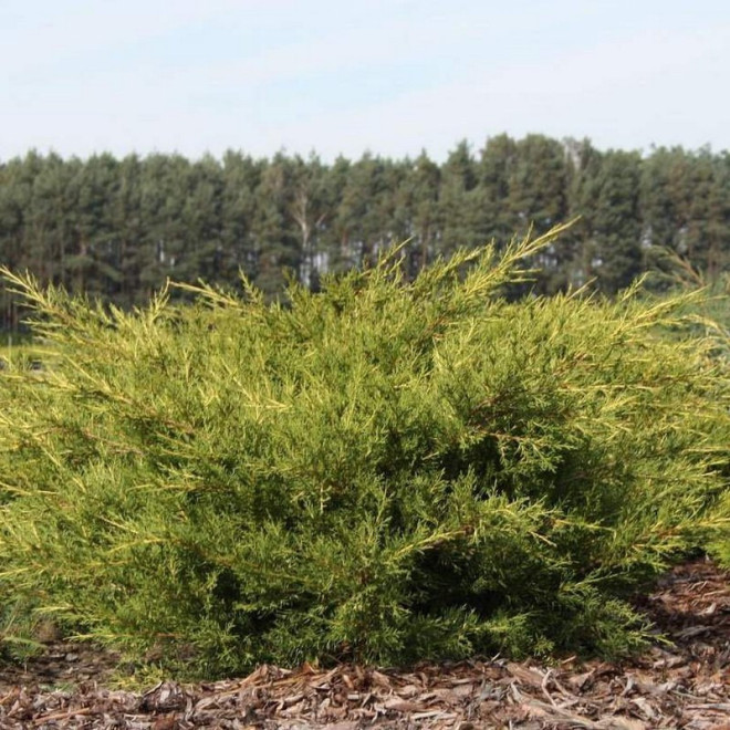 Juniperus pfitzeriana Jałowiec chiński Kuriwao Gold Juniperus pfitzeriana Jałowiec chiński Kuriwao Gold