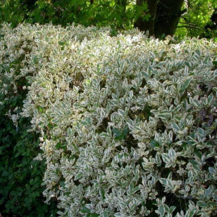 Ligustr jajolistny Argenteum Ligustrum ovalifolium