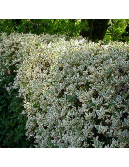 Ligustr jajolistny Argenteum Ligustrum ovalifolium