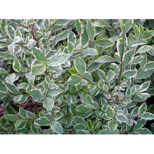 Ligustr jajolistny Argenteum Ligustrum ovalifolium 2