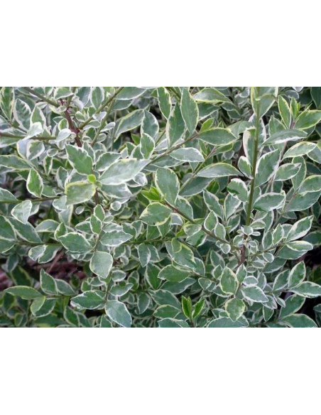 Ligustrum ovalifolium Ligustr jajolistny Argenteum