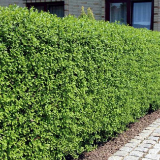 Ligustrum vulgare Ligustr pospolity Lodense