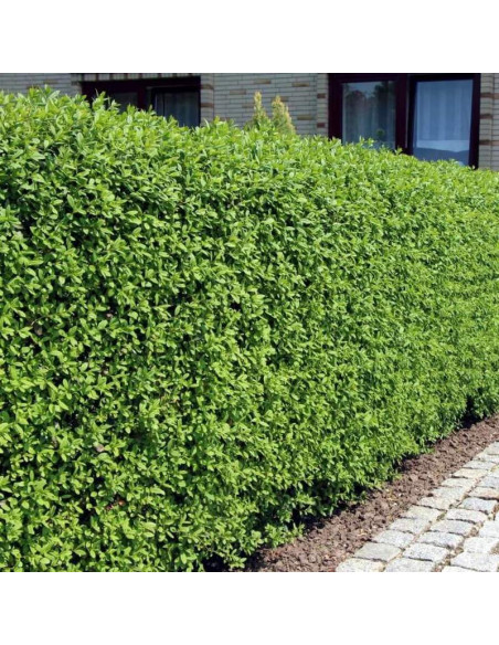 Ligustrum vulgare Ligustr pospolity Lodense