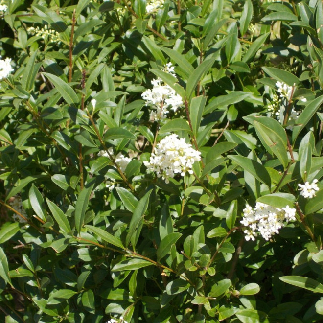 Ligustr pospolity Lodense Ligustrum vulgare