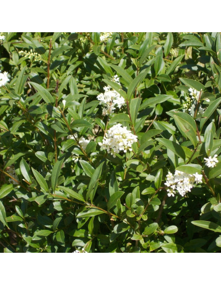 Ligustr pospolity Lodense Ligustrum vulgare