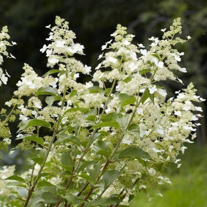 Hortensja bukietowa Kyushu Hydrangea paniculata