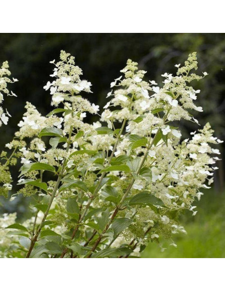 Hortensja bukietowa Kyushu Hydrangea paniculata