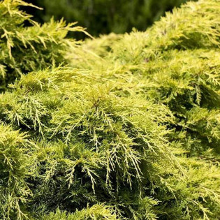 Jałowiec Pfitzera Golden Saucer Juniperus pfitzeriana