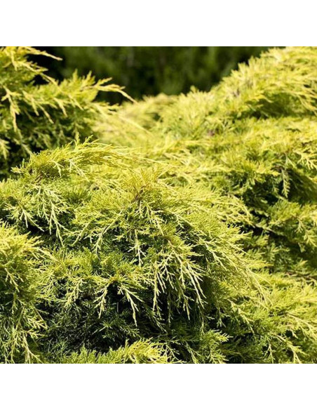 Jałowiec Pfitzera Golden Saucer Juniperus pfitzeriana