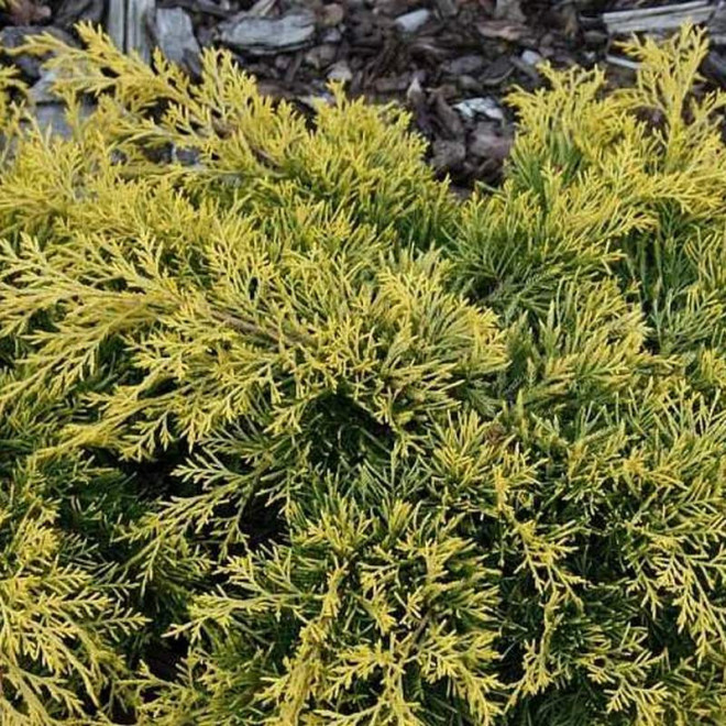 Juniperus pfitzeriana Jałowiec Pfitzera Golden Saucer
