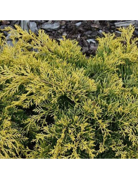 Juniperus pfitzeriana Jałowiec Pfitzera Golden Saucer