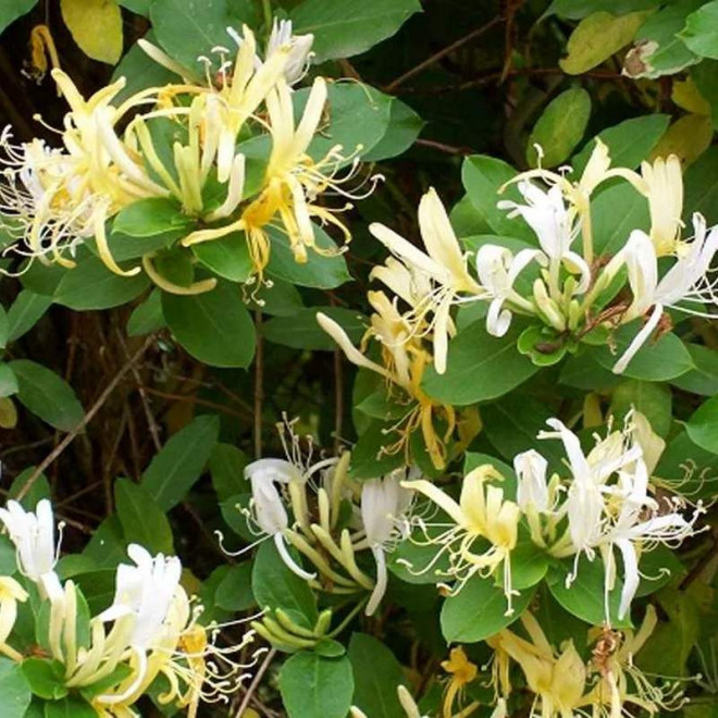 Wiciokrzew japoński Hall's Prolific Lonicera japonica