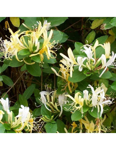 Wiciokrzew japoński Hall's Prolific Lonicera japonica