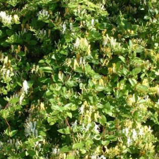 Wiciokrzew japoński Hall's Prolific Lonicera japonica 2