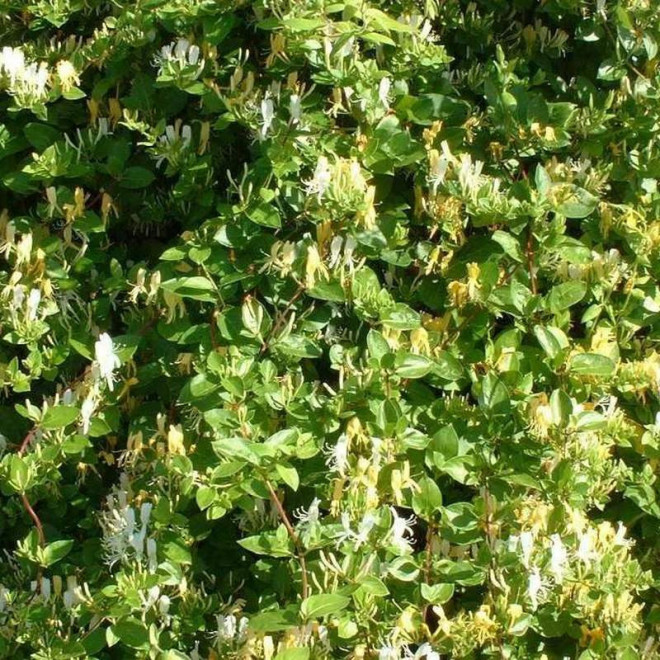 Lonicera japonica Wiciokrzew japoński Hall's Prolific