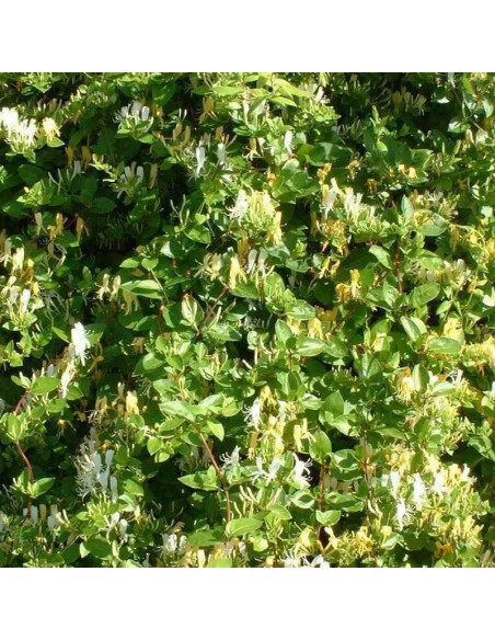 Lonicera japonica Wiciokrzew japoński Hall's Prolific