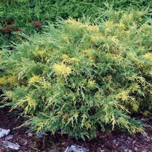 Blue and Gold Jałowiec Pfitzera Juniperus pfitzeriana 2