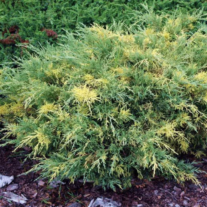 Juniperus pfitzeriana Jałowiec Pfitzera Blue and Gold Juniperus pfitzeriana Jałowiec Pfitzera Blue and Gold