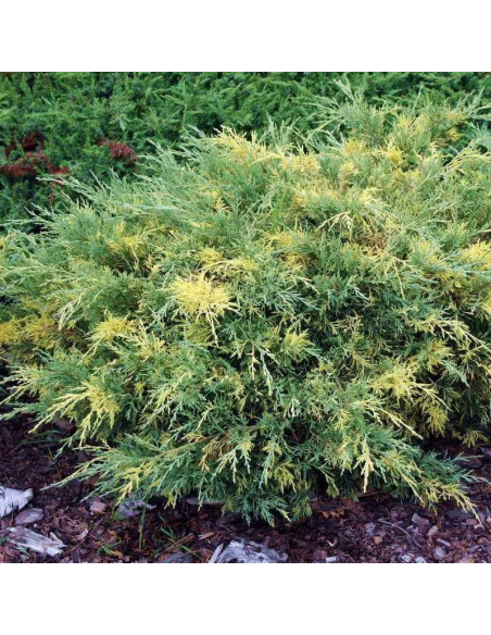 Juniperus pfitzeriana Jałowiec Pfitzera Blue and Gold
