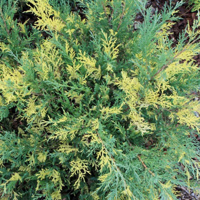 Jałowiec Pfitzera Blue and Gold Juniperus pfitzeriana Jałowiec Pfitzera Blue and Gold Juniperus pfitzeriana