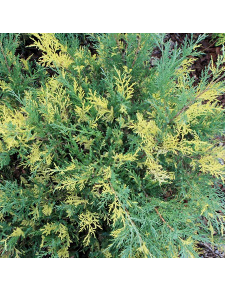 Jałowiec Pfitzera Blue and Gold Juniperus pfitzeriana